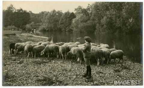 Troupeau de moutons (Meurthe-et-Moselle)
